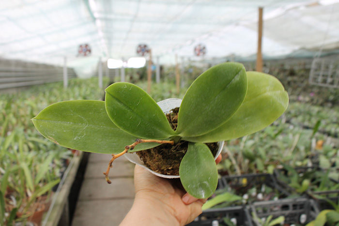 Phalaenopsis Hannover Parrion x Zheng Min Tyrannosaurus 'Red'.jpg