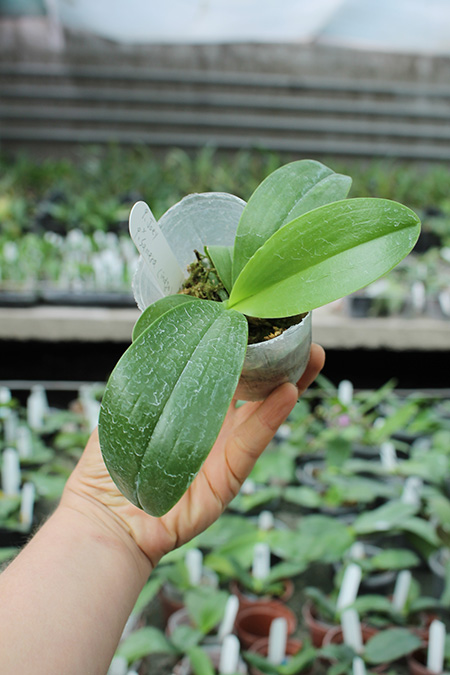 Phalaenopsis Joey x Samera indigo.jpg