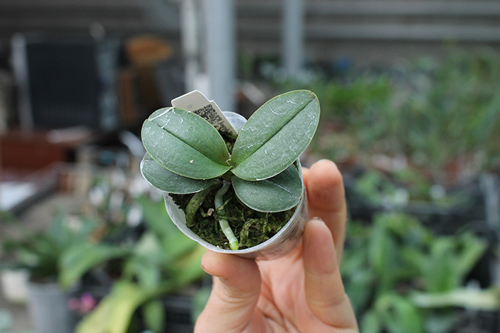 Phalaenopsis Be Glad peloric.jpg