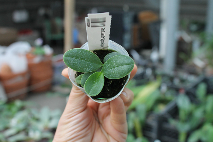 Phalaenopsis I-Hsin 'Spot Eagle'.jpg