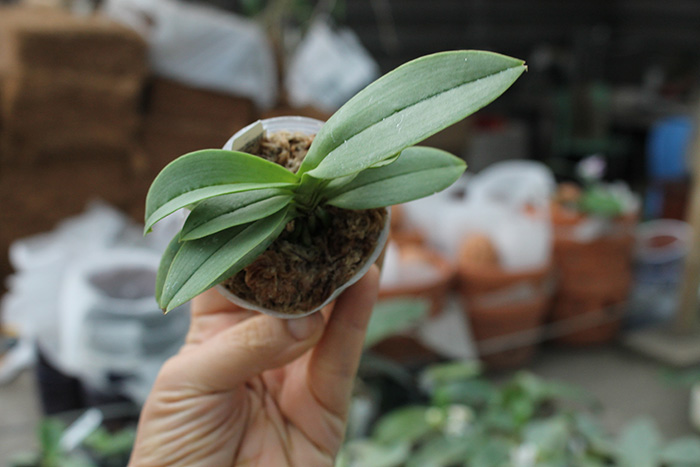 Phalaenopsis Anna-Larati Soekardi 'Joseph Wu'.jpg