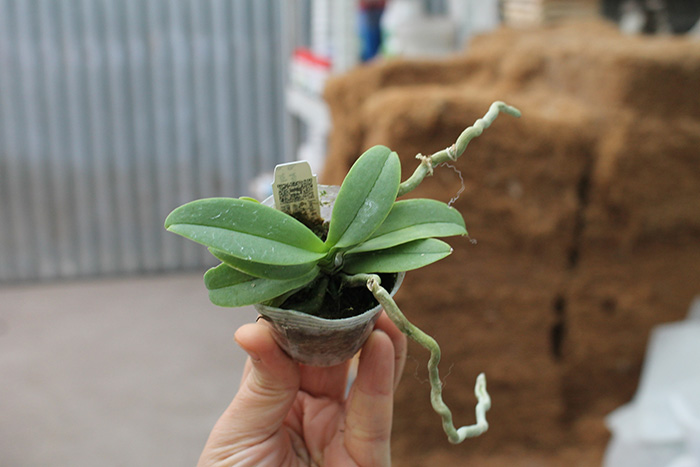 Phalaenopsis Anna-Larati Soekardi 'Little Ear'.jpg
