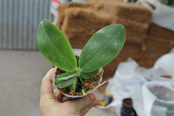 Phalaenopsis Chienlung Phoenix.jpg