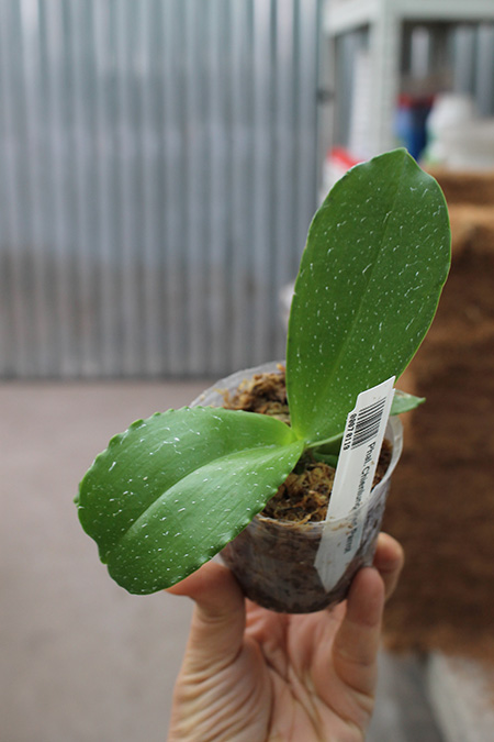 Phalaenopsis Chienlung Red Parrot.jpg