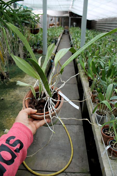 Cattleya schroederae albescens x Cattleya schroederae alba.jpg