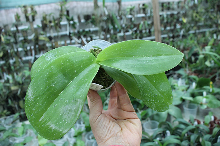 Phalaenopsis (Mambo x Corning's Violet) x gigantea.jpg