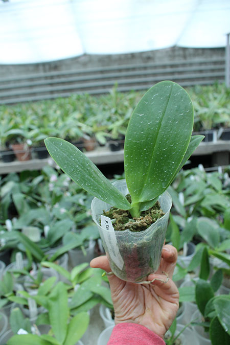 Phalaenopsis Tzu Chiang Chrisna.jpg