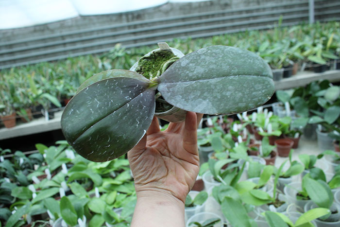 Phalaenopsis Joy Jewel Box (Joy Spring Venus x Buena Jewel).jpg