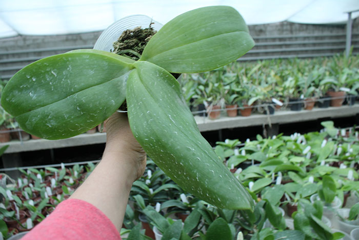 Phalaenopsis Mok Choi Yew (gigantea x violacea).jpg