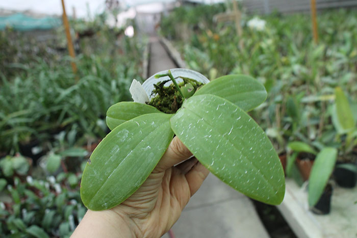 Phalaenopsis (bellina alba x pulchra alba) 'Joseph Wu'.jpg