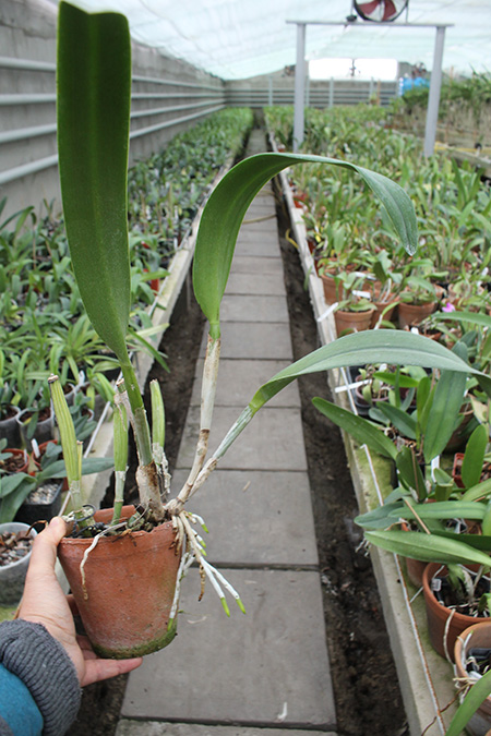 Rhyncholaeliocattleya Green Rattana 'Golden Angel'.jpg