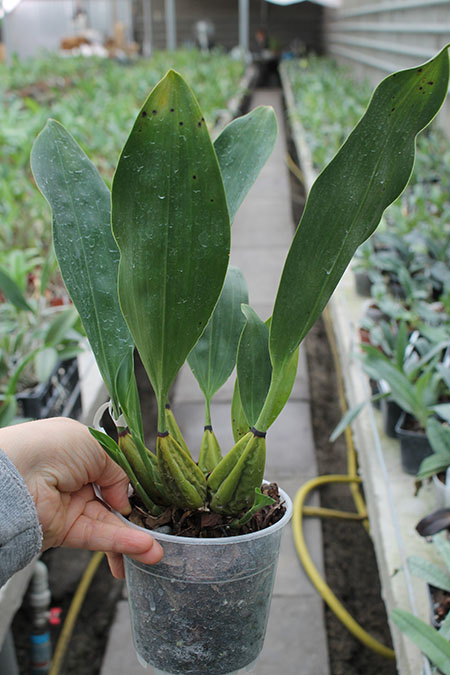 Bifrenaria harrisoniae.jpg