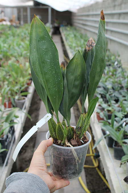 Bifrenaria tyrianthina semi alba escura '2' x tyrianthina semi alba escura '1'.jpg