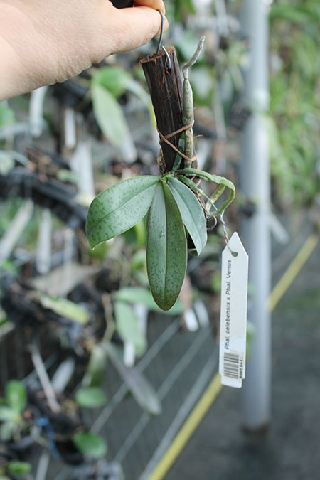 Phalaenopsis celebensis x Phalaenopsis Venus.jpg