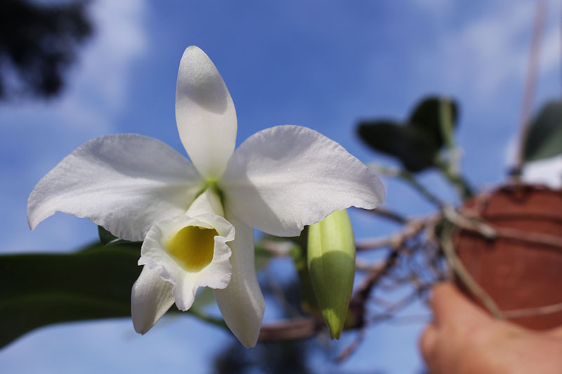 Cattleya warneri semi alba 'Geneva' x Laelia praestans alba.jpg