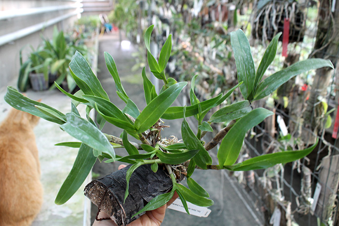 Dendrobium Hibiki (laevifolium x bracteosum).jpg