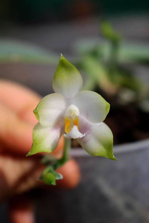 Phalaenopsis Yaphon Green Canary x tetraspis C#1.jpg