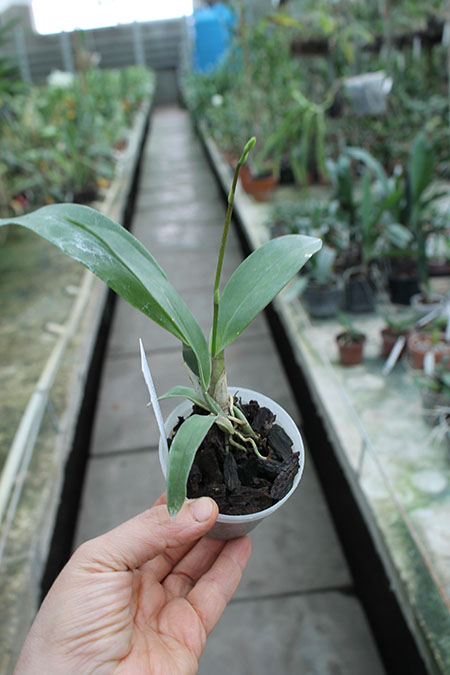 Oncidium zappii x Comparettia speciosa.jpg