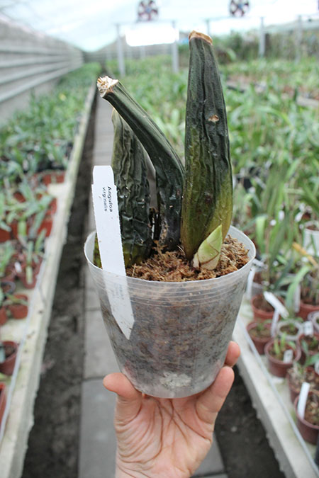 Anguloa virginalis.jpg