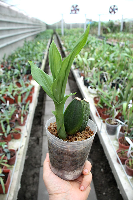 Lycaste Arisugawa (Kitayama x Shoalhaven 'Kyoto').jpg