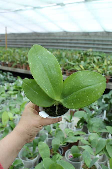 Phalaenopsis Chienlung Dream Bouquet.jpg