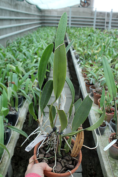 Laelia anceps.jpg