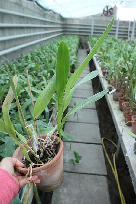 Laelia tenebrosa (Tipo x Maria Fumaca').jpg