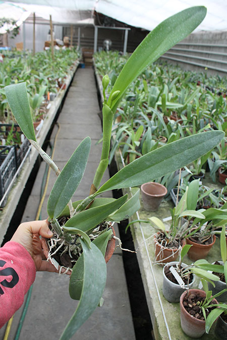 Laeliocattleya Sierra Skies 'Leone'.jpg