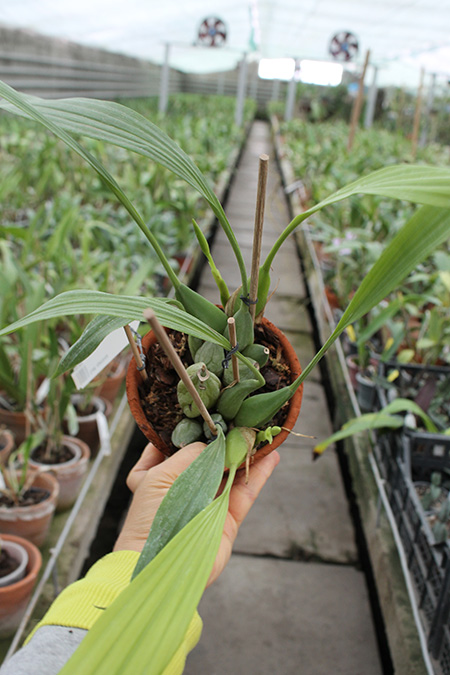 coelogyne speciosa.jpg