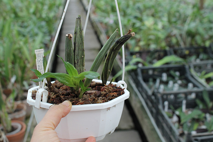 Coelogyne rochussenii.jpg