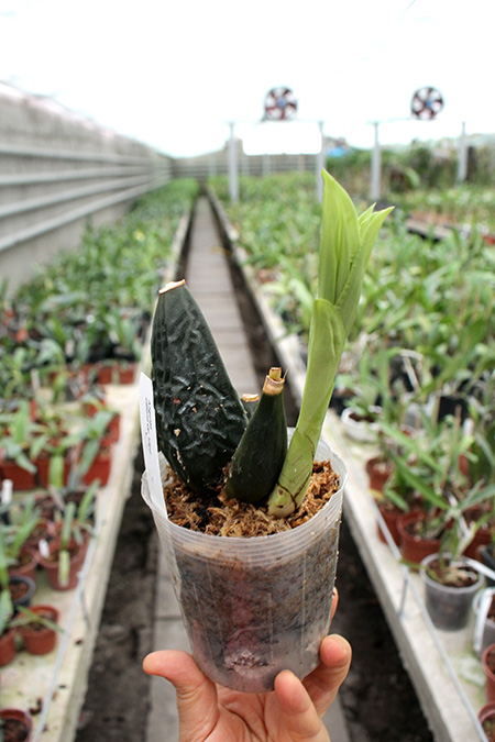 Anguloa cliftonii var luigui.jpg