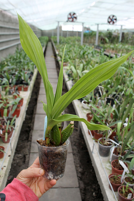 Lycaste Muromachi (Auburn 'Dichling' x Mem Kageyuki Mito 'Kaiho').jpg