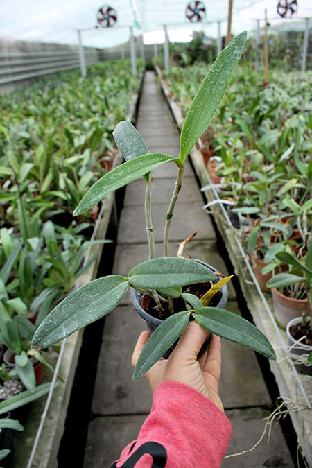 Cattleya bicolor 'Nei' x 'Colibri Bronze'.jpg
