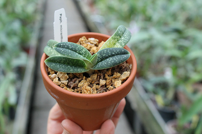 Paphiopedilum micranthum alba.jpg