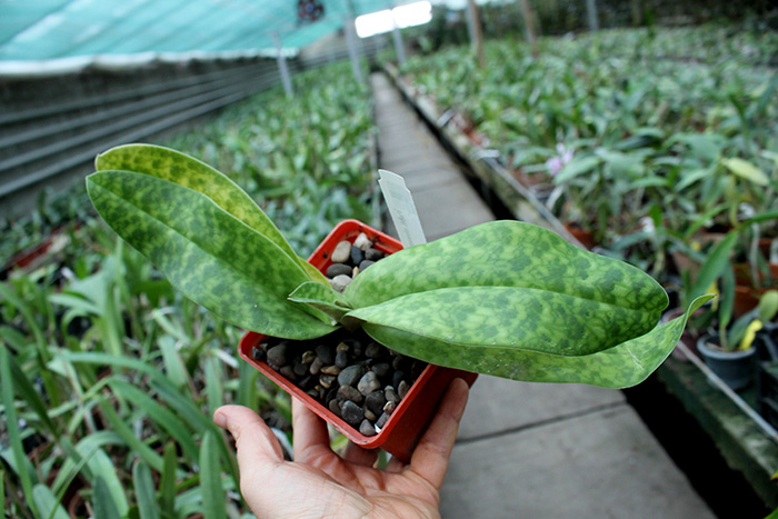 Paphiopedilum niveum x Shin-Yi Heart.jpg