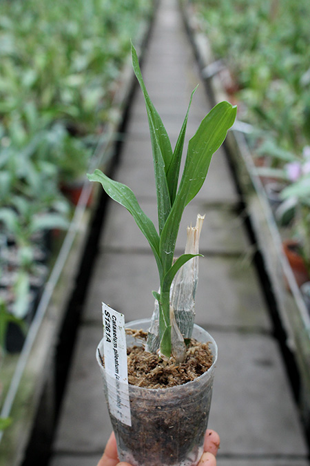 Catasetum pileatum (albo x albo).jpg