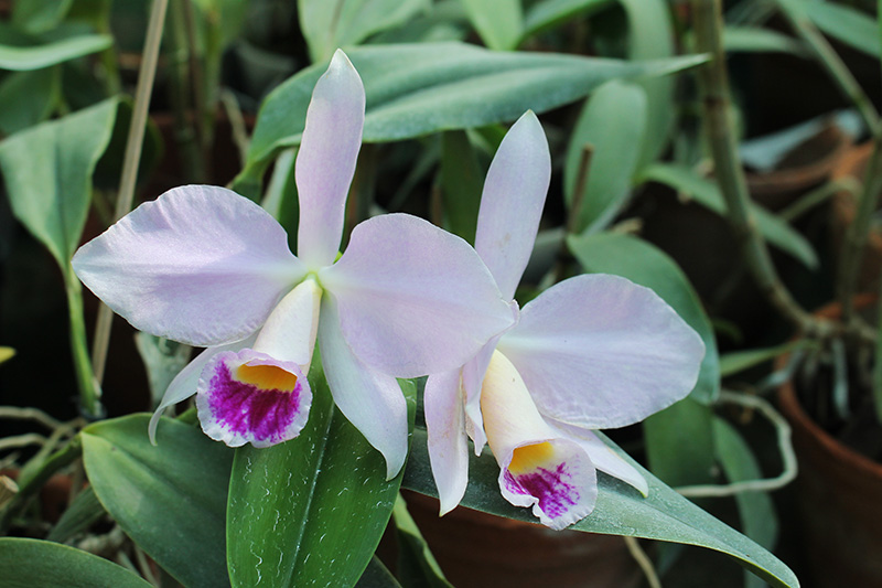 Cattleya warneri semi alba 'Geneva' x Laelia praestans alba.jpg