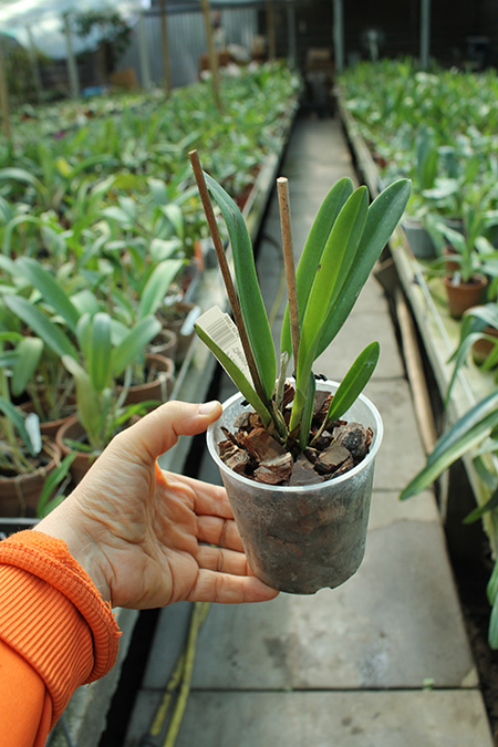 Cattleya maxima coerulea 'Dennis' x self.jpg