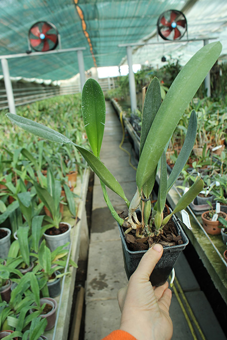 Laelia crispa carnea 'Mignon' x self.jpg