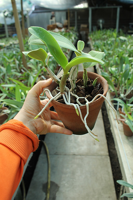 Cattleya walkeriana 'Edward' x nobilior coerulea 'Pledge'.jpg