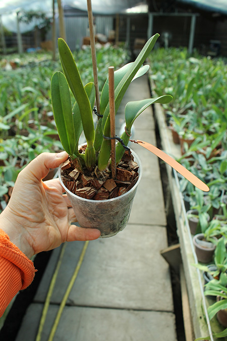 Laelia fidelensis 'Chen'.jpg