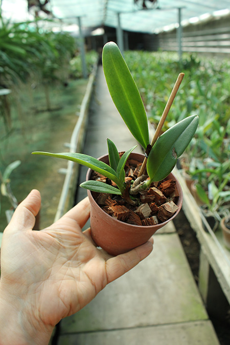 (Cattleytonia Why Not x Blc Tzeng-wen Beauty) x Potinara Ahchung Yoyo.jpg