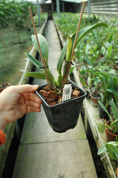 Potinara Tzeng-wen Free x (PrincessTakamado x Blc Chianhoo Beauty).jpg