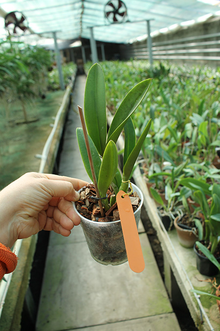 Brassolaeliocattleya Smart Lady.jpg