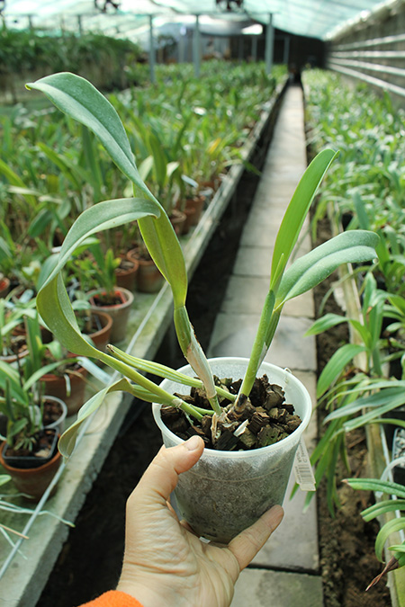 Cattleya jenmanii coerulea 'Pedra Azul' x SELF.jpg