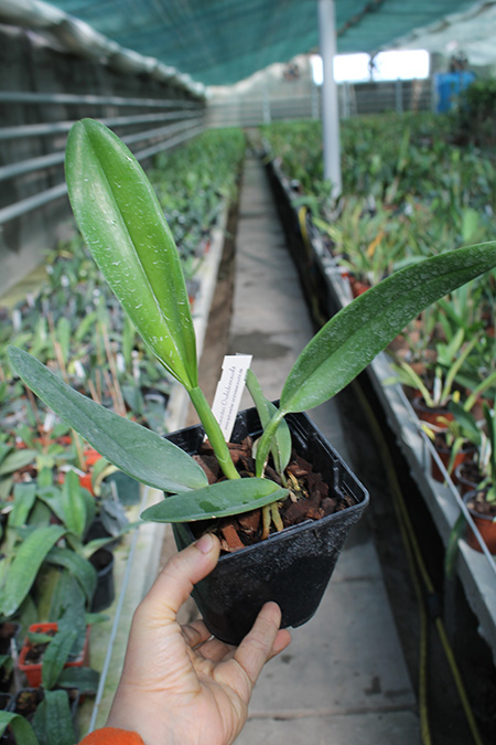 Rhyncholaeliocattleya Chomthong Fancy.jpg