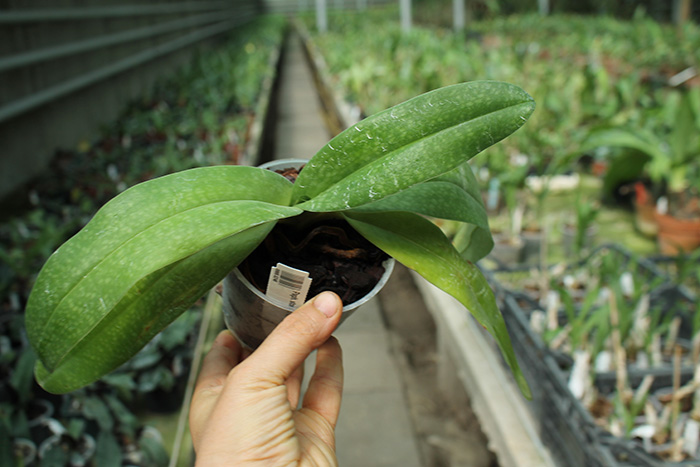 Paphiopedilum stonei x niveum.jpg