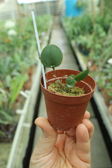 Lepanthes uxoria.jpg