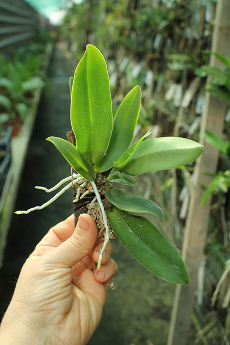 Cattleya dowiana aurea.jpg