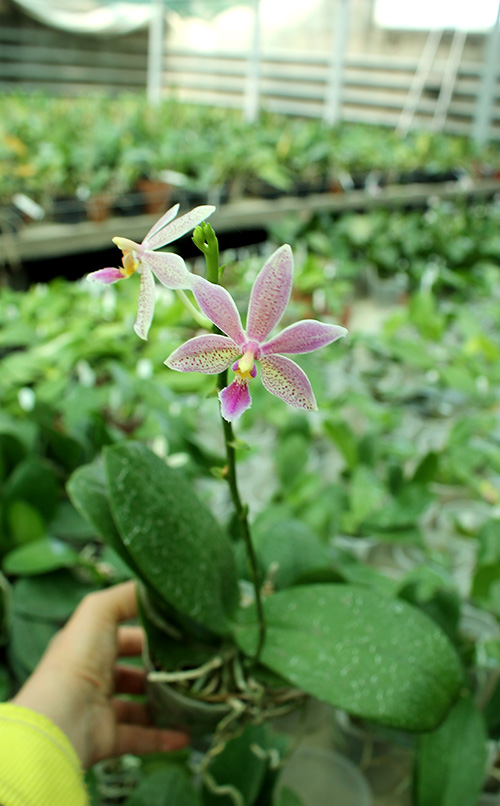 Phalaenopsis mannii black x schilleriana.jpg